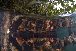 Sponges growing on overhanging mangrove branches reflecte... by Erika Antoniazzo 